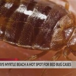 Bay Watch Resort Myrtle Beach Bed Bugs